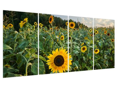 Bild auf Leinwand - Sonnenblumenfeld II.