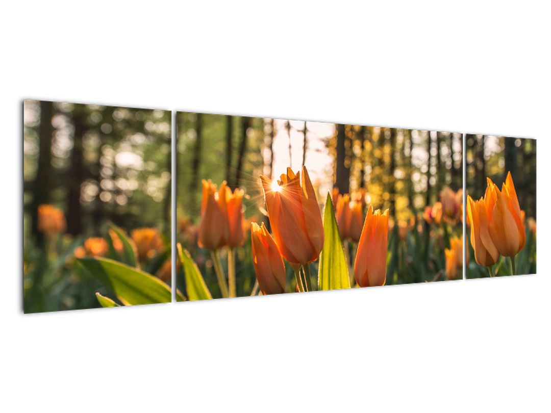 Obraz - oranžové tulipány (V020552V17050)
