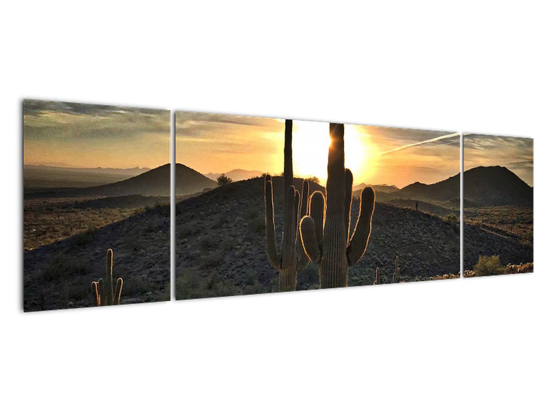 Obraz - kaktusy ve slunci (V020560V17050)