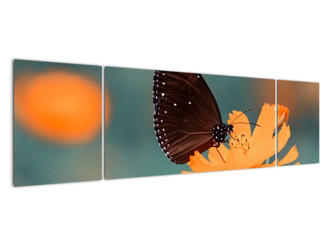 Obraz - motýl na oranžové květině (V020577V17050)