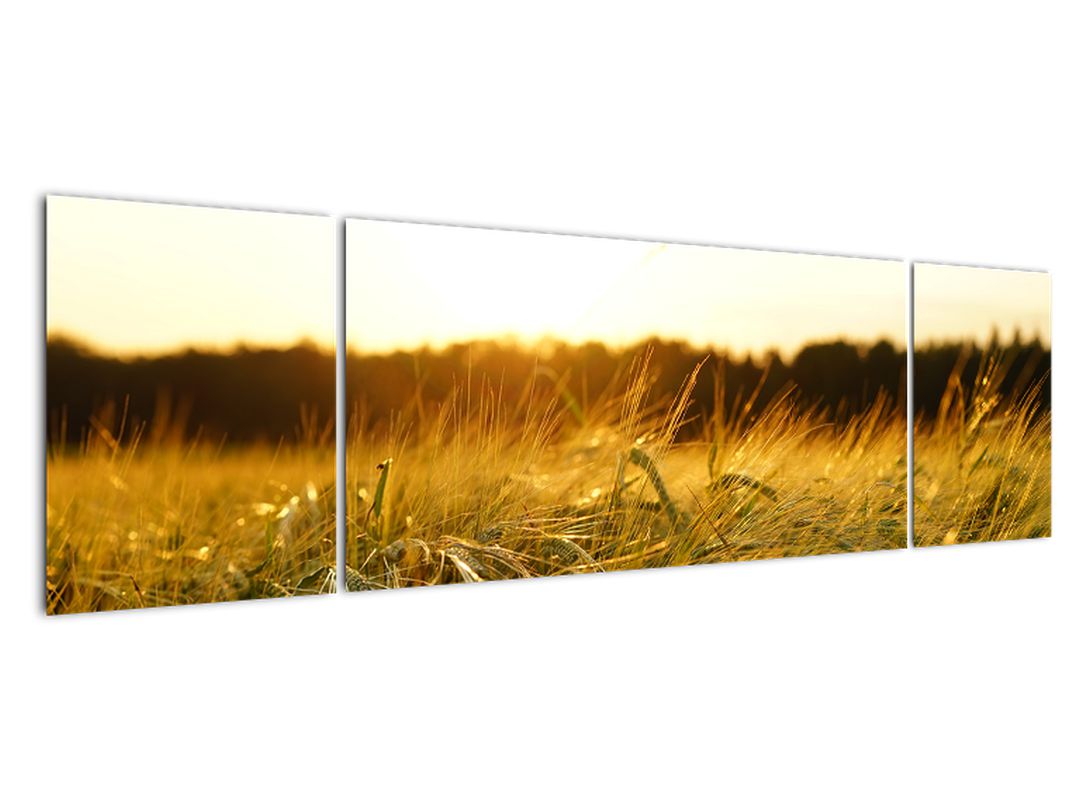 Obraz orosené trávy (V020584V17050)