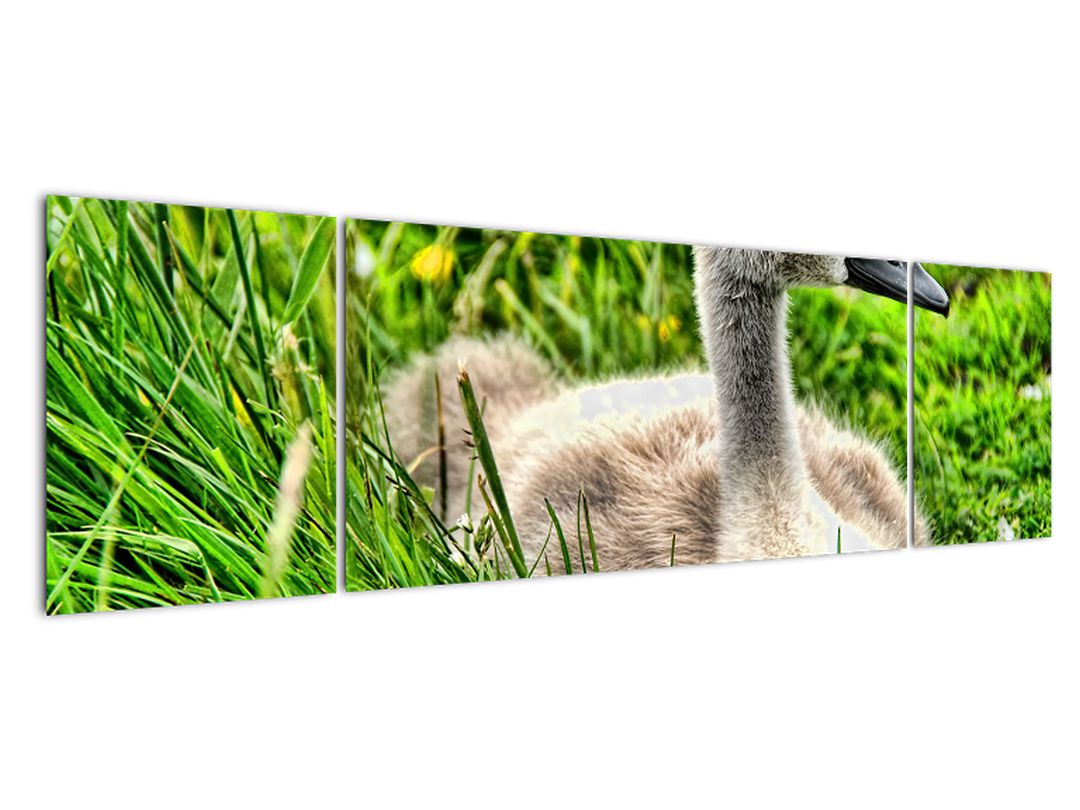 Obraz - malá labuť v trávě (V020585V17050)