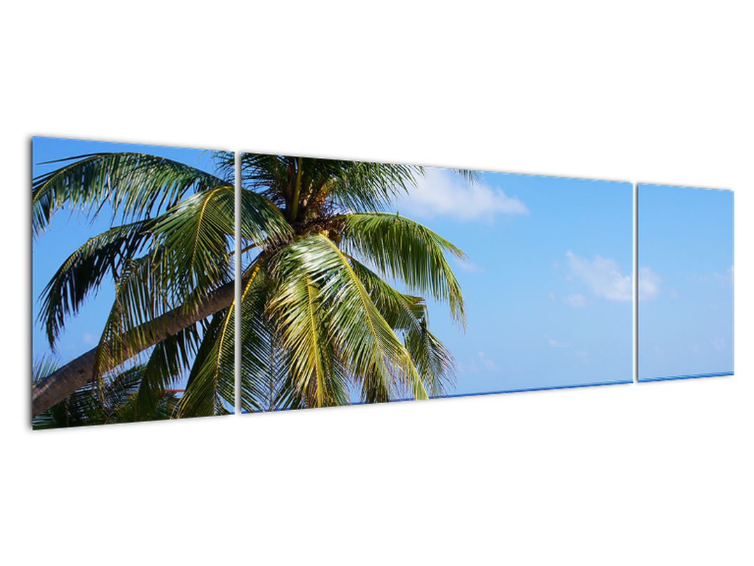 Obraz palmy na pláži (V020612V17050)