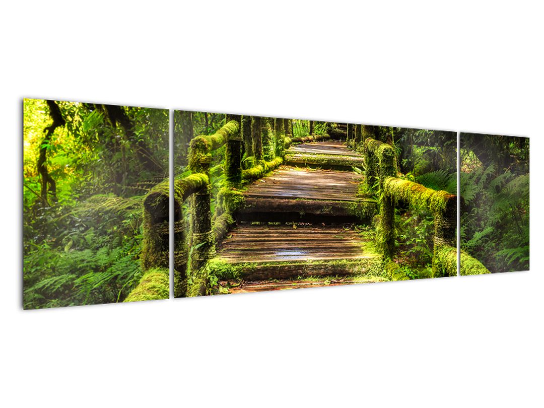 Obraz schodů v deštném pralese (V020941V17050)