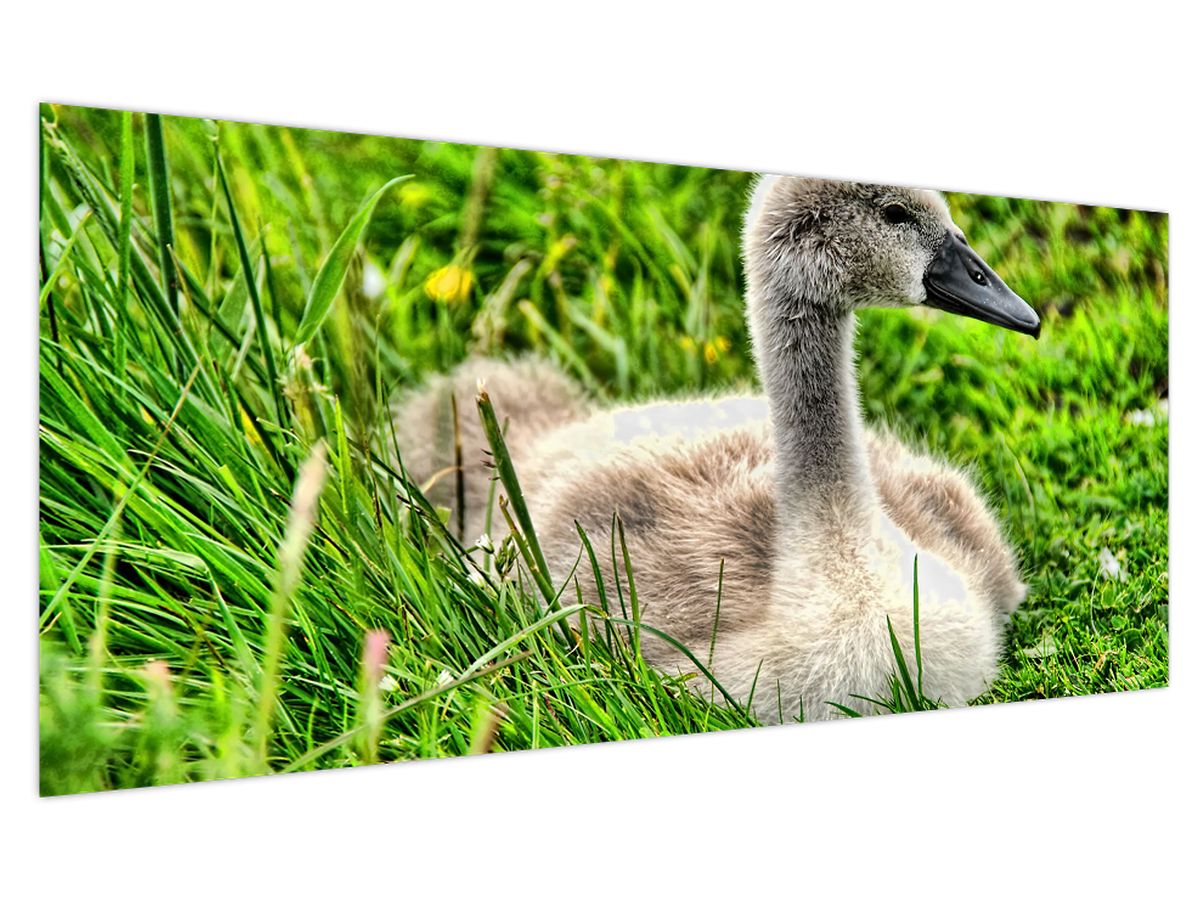 Obraz - malá labuť v trávě (V020585V200100)
