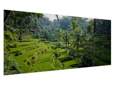 Obraz rýžových teras Tegalalang, Bali