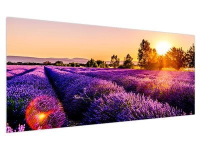Slika polja lavande, Provence