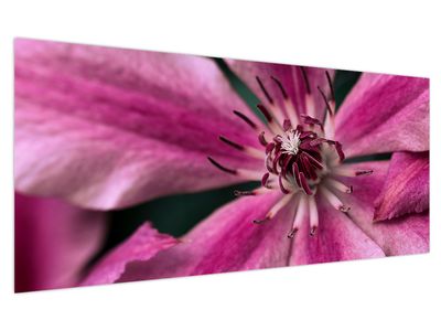 Tablou cu floarea roz de clematis