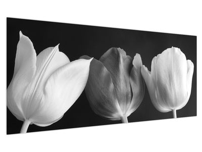 Slika - Crno-bijeli cvjetovi tulipana