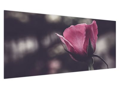 Slika - Detalj cvijeta ruže