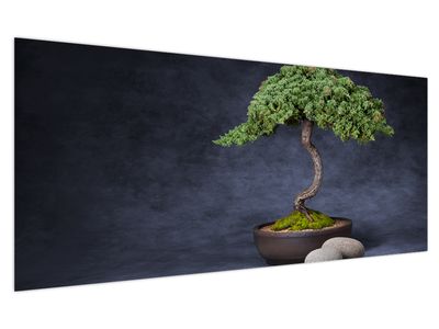 Obraz - Bonsai