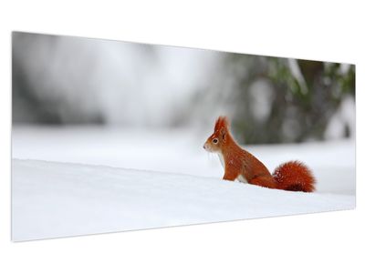 Bild auf Leinwand - Eichhörnchen