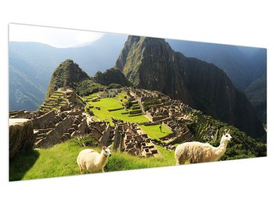 Obraz - Lamy na Machu Picchu