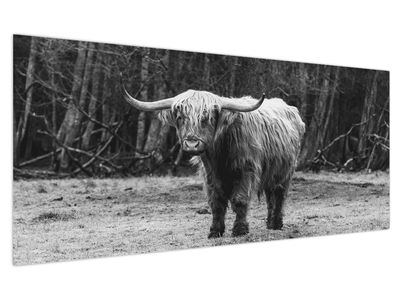 Slika - Škotska krava 3, crno-bijela