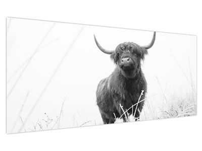 Slika - Škotska krava 4, crno-bijela