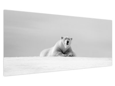 Slika - Polarni medvjed, crno-bijela