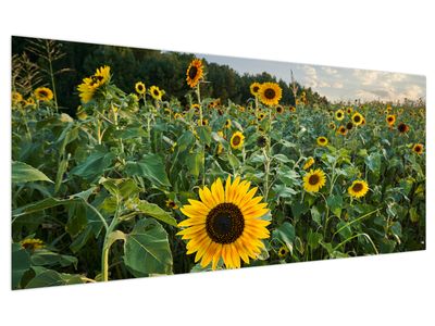 Obraz - Sunflower Field II.