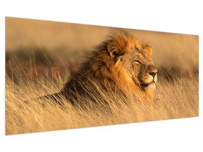 Bild auf Leinwand - Etosha-Nationalpark