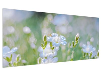 Bild auf Leinwand - Zarte Blumen