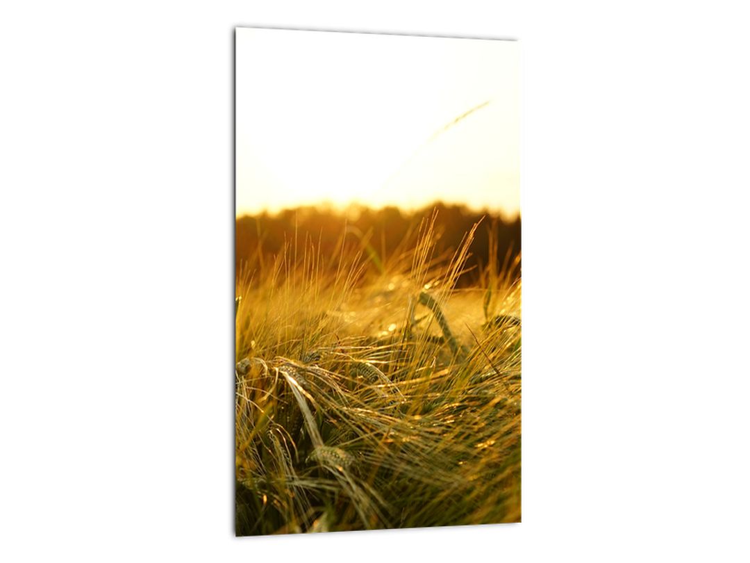 Obraz orosené trávy (V020584V2030)