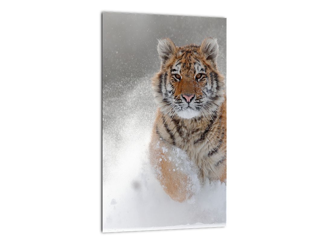 Tablou cutigru fugind prin zăpadă (V020719V2030)