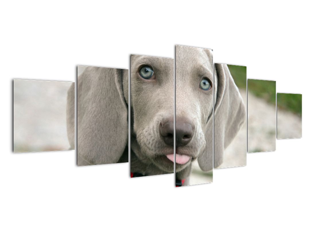 Obraz - štěně výmarský ohař (V020570V210100)