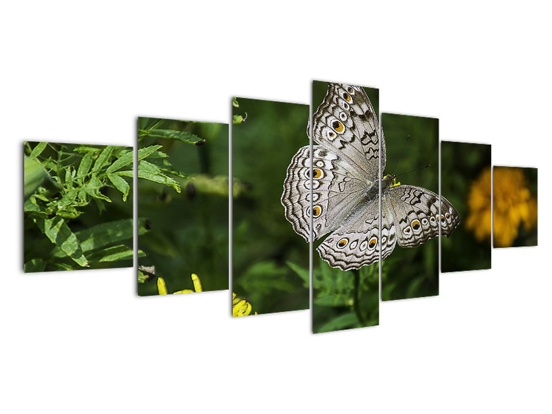 Obraz - bílý motýl (V020576V210100)