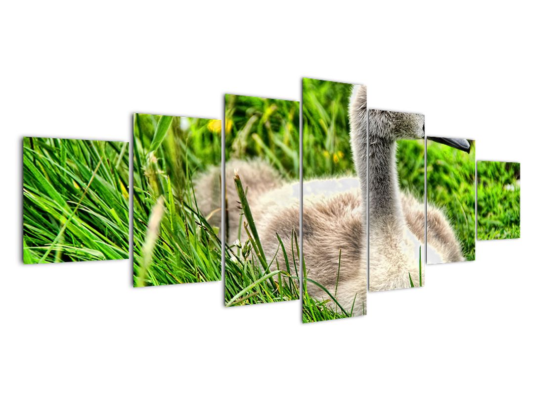 Obraz - malá labuť v trávě (V020585V210100)