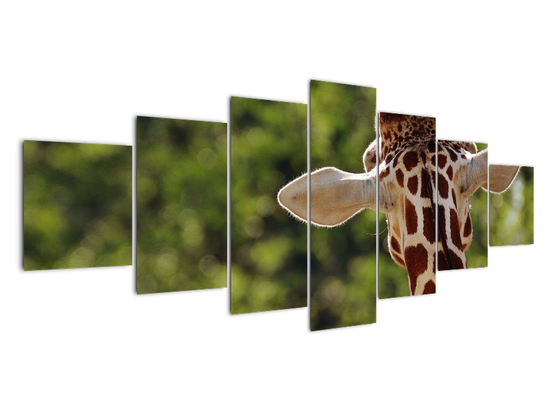 Obraz žirafy zezadu (V020638V210100)