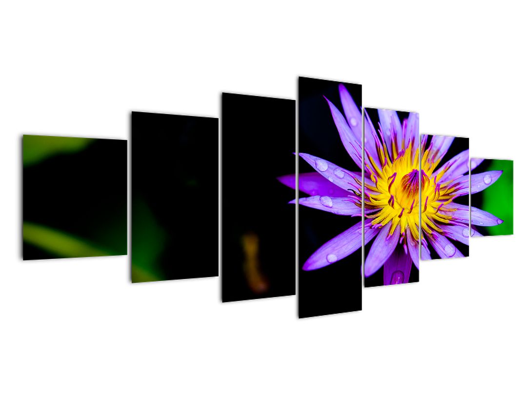 Obraz květiny (V021017V210100)