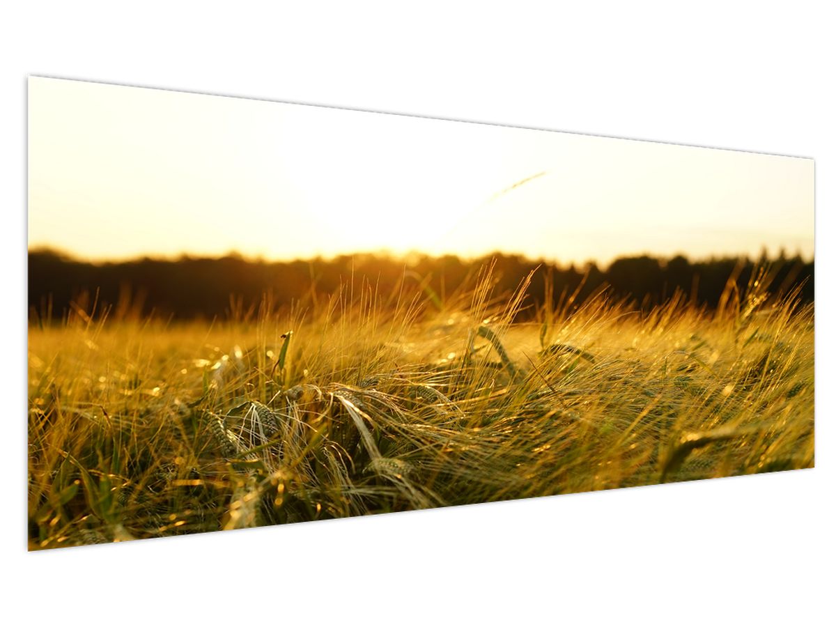 Obraz orosené trávy (V020584V250125)