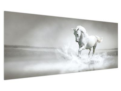 Obraz - Bílý kůň