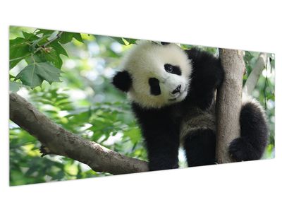 Obraz - Panda na stromě
