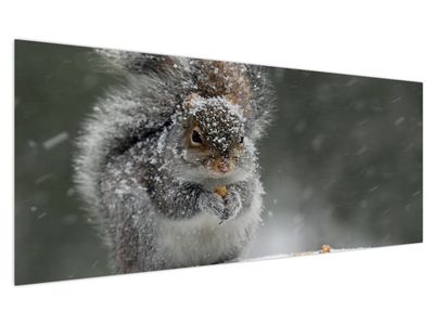 Obraz - Veverka v zimě