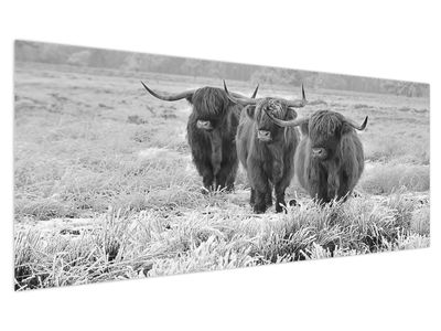 Obraz - Skotské krávy, černobílá