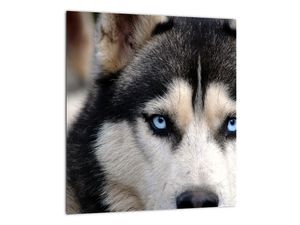 Schilderij - Husky hond