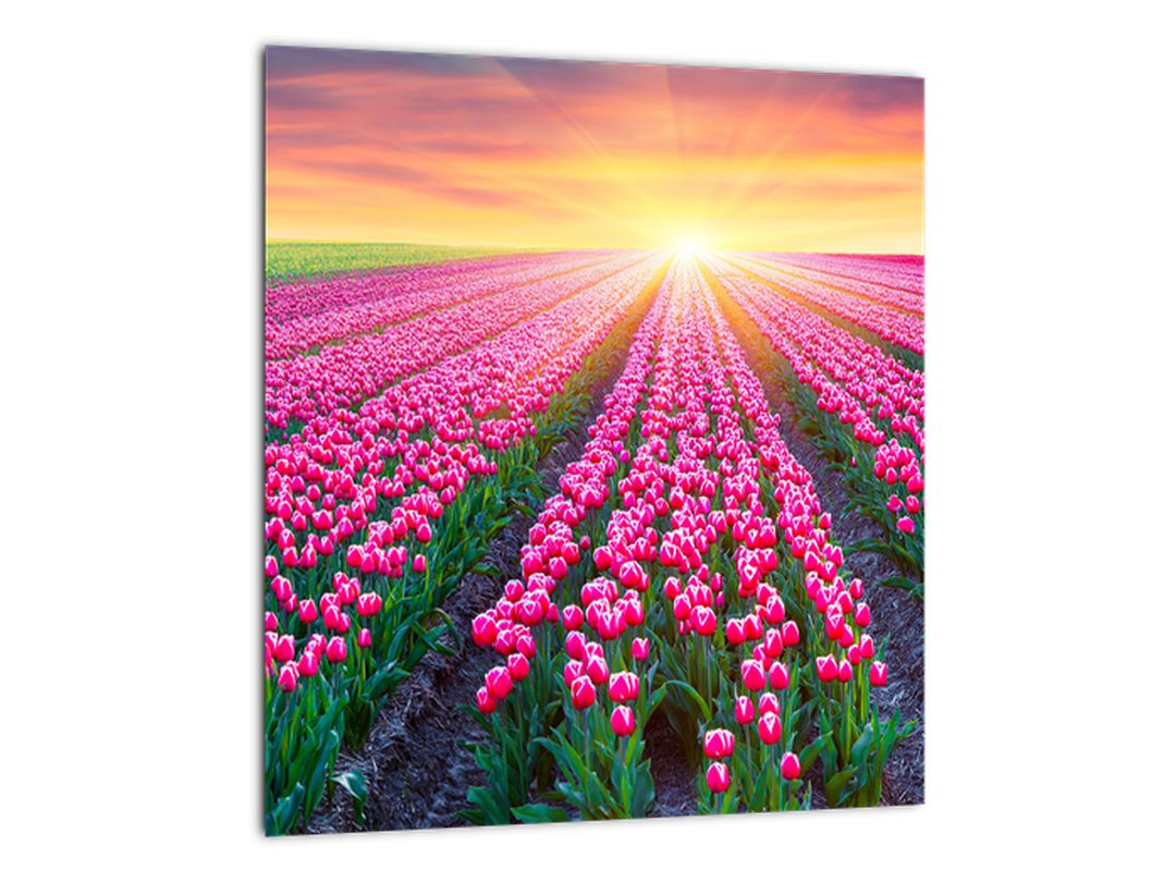 Obraz pole tulipánů se sluncem (V020554V3030)