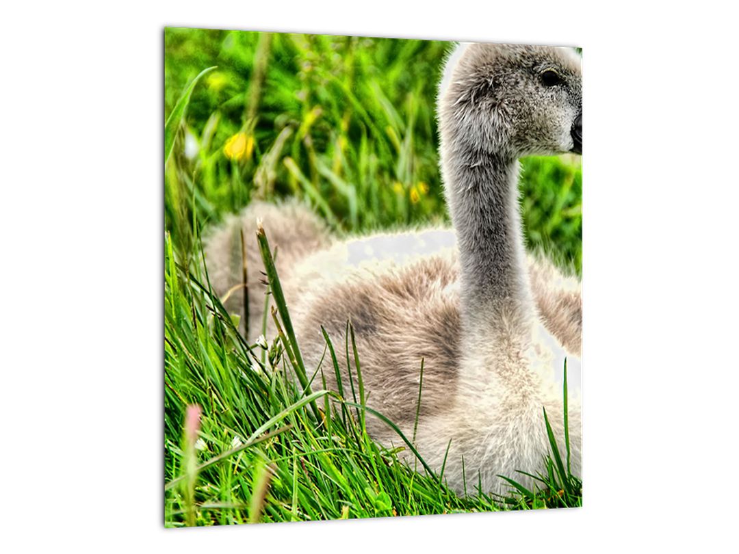 Obraz - malá labuť v trávě (V020585V3030)