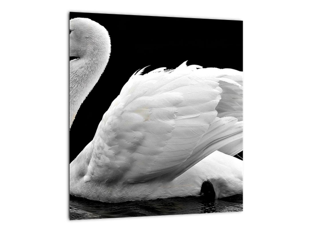 Obraz černobílé labutě (V020586V3030)