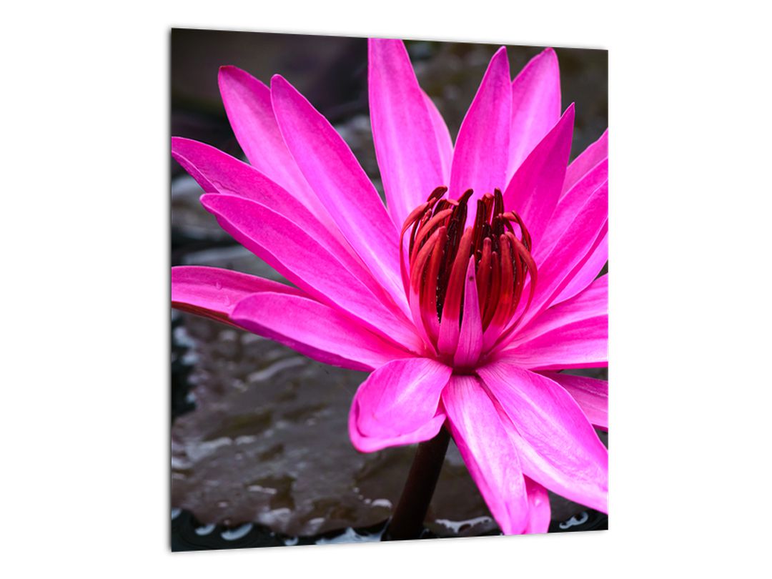 Obraz - růžový květ (V020636V3030)
