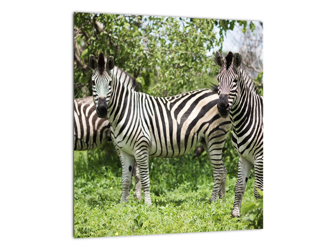Obraz s zebrami (V020921V3030)