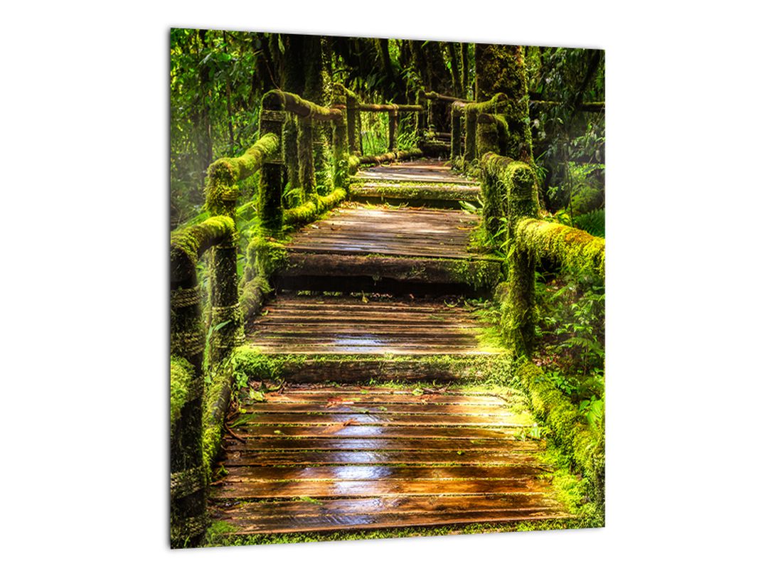 Obraz schodů v deštném pralese (V020941V3030)