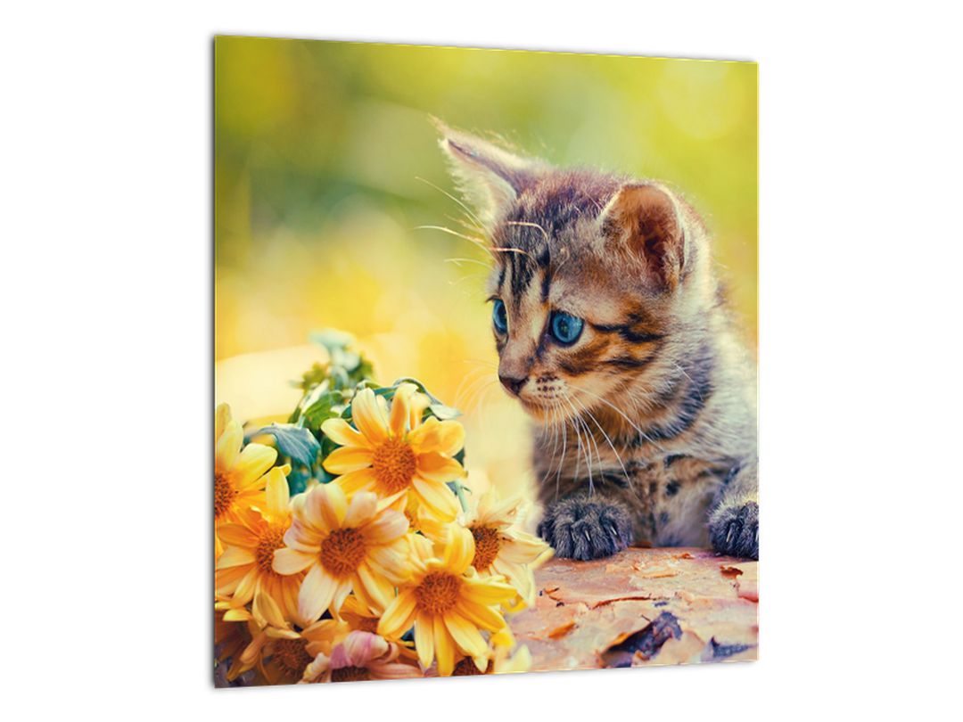 Obraz koťátka dívající se na květinu (V020943V3030)