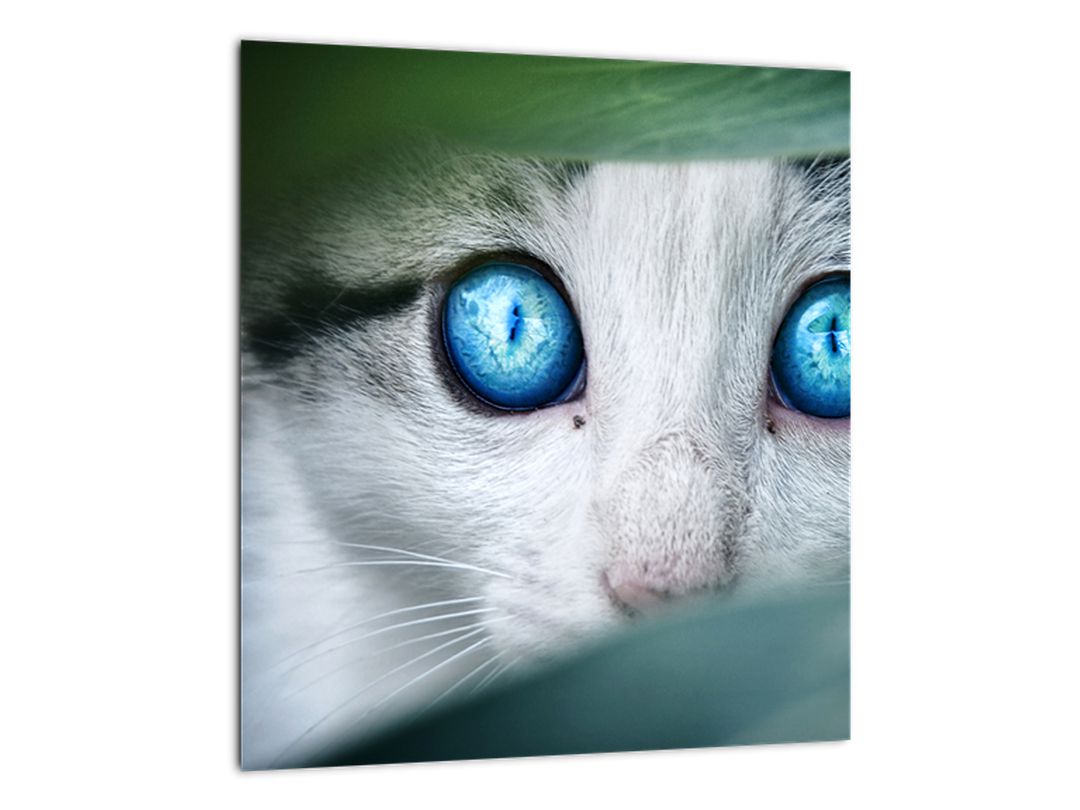Obraz kočky (V020944V3030)