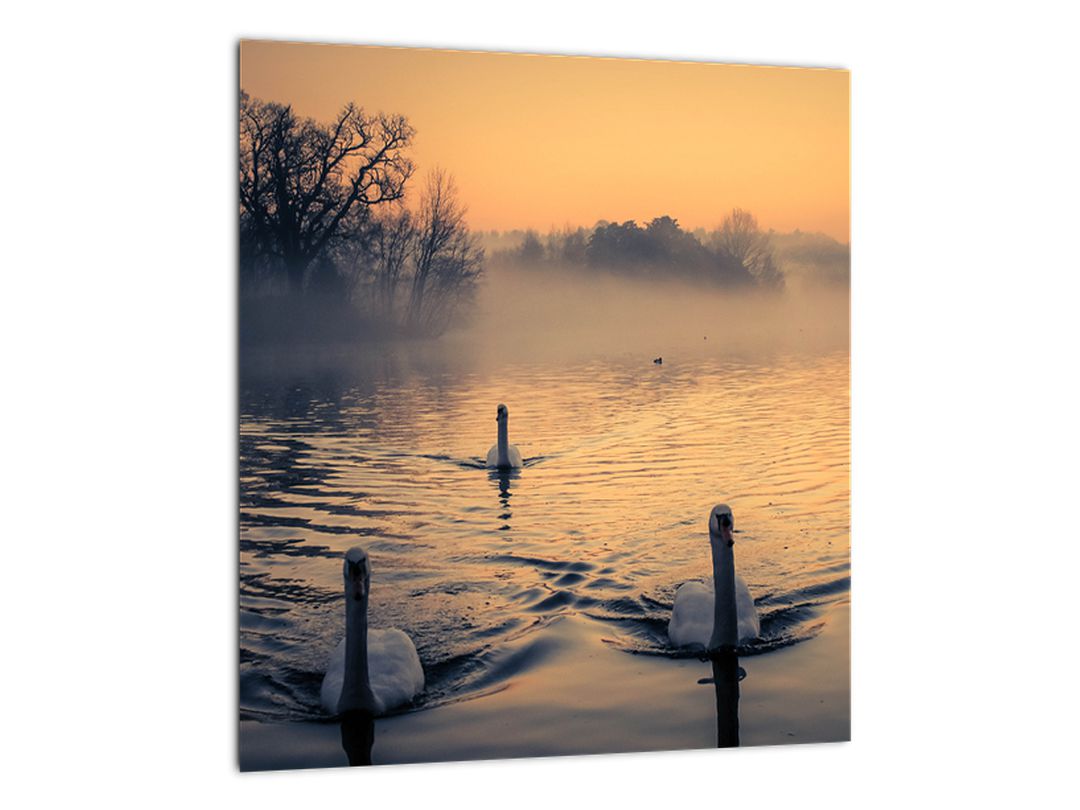 Obraz labutí na vodě v mlze (V020989V3030)
