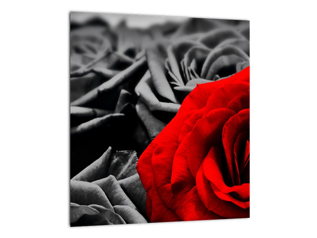 Tablou - Flori de trandafir (V021975V3030)