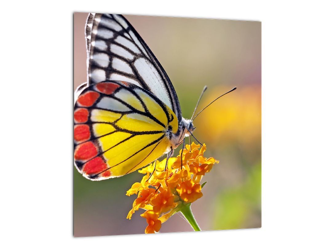 Obraz motýla na květu (V022330V3030)