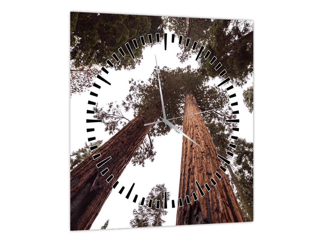 Obraz - Pohled skrz koruny stromů (s hodinami) (V022570V3030C)