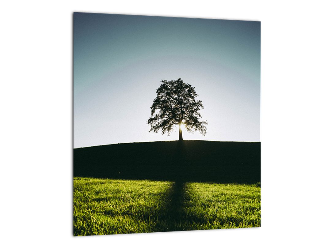 Skleněný obraz přírody - strom (V020162V3030GD)