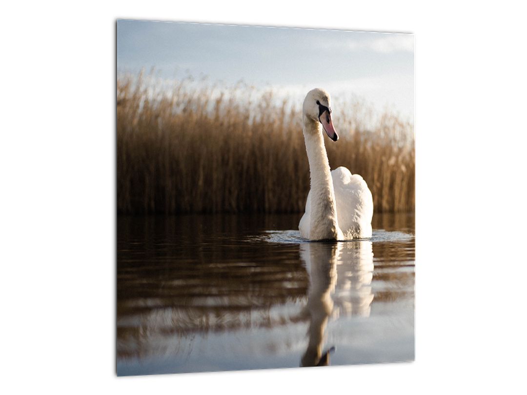 Skleněný obraz labutě (V020163V3030GD)